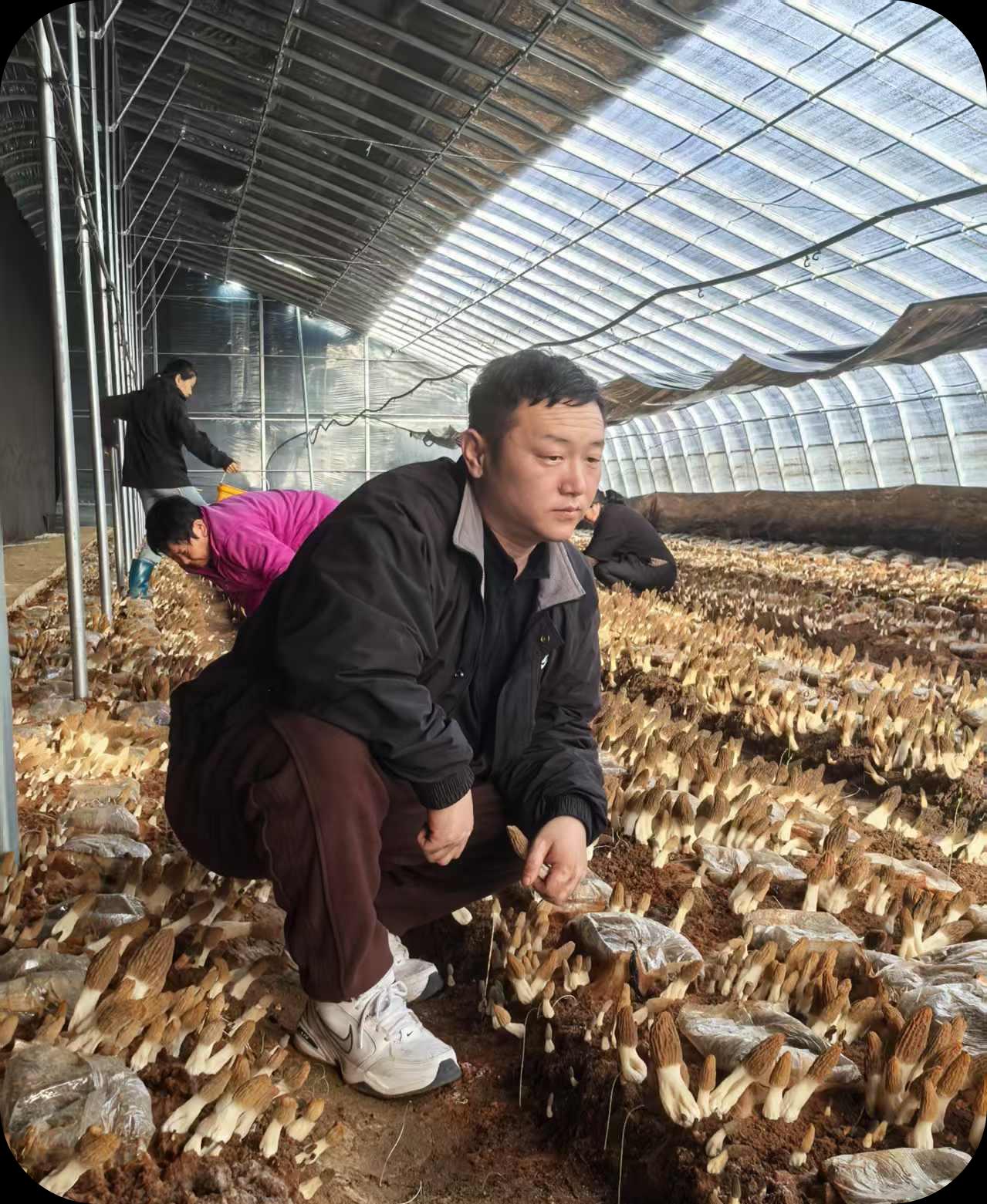 羊肚菌高产棚密集出菇实景
