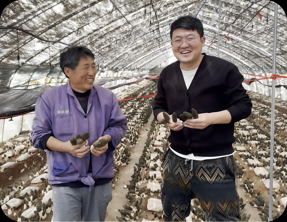 大棚内羊肚菌丰收场景