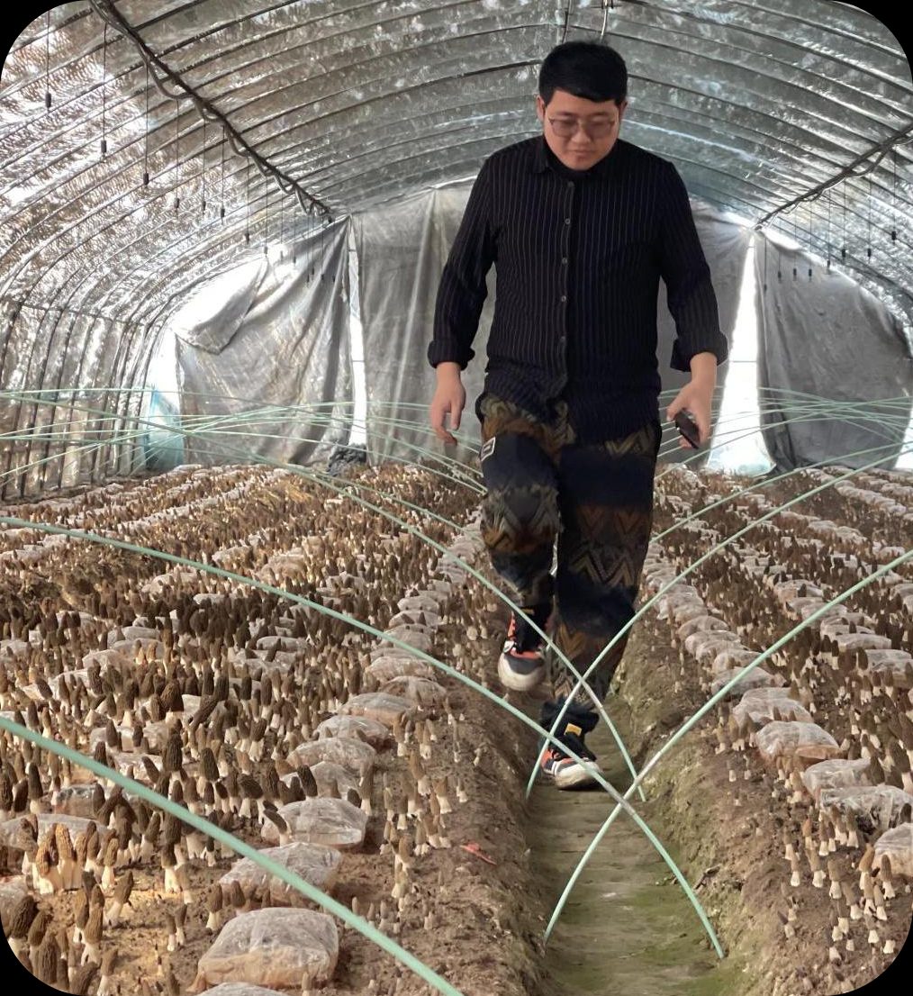 工作人员行走在出菇垄间
