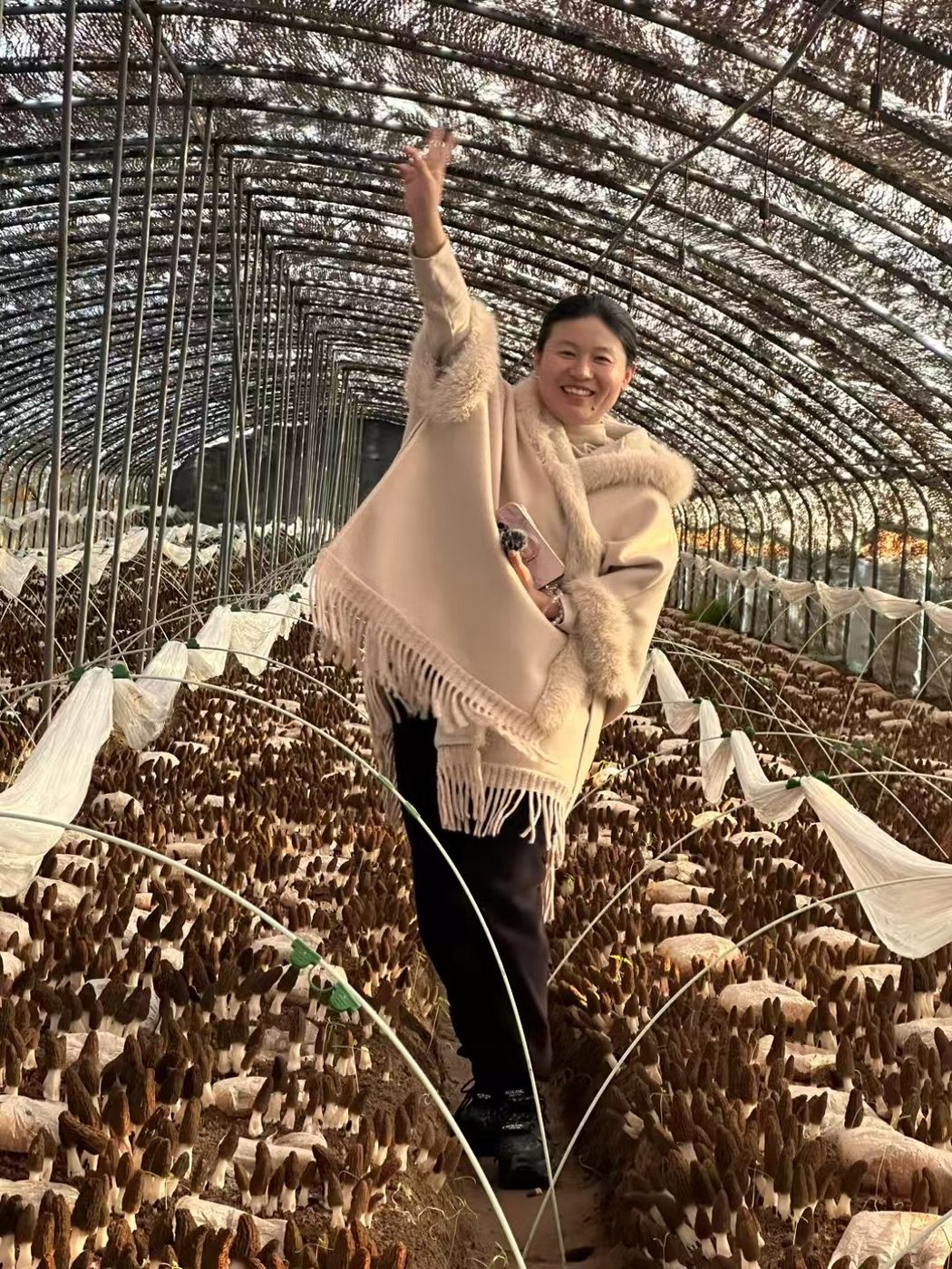 金羊系列羊肚菌出菇现场