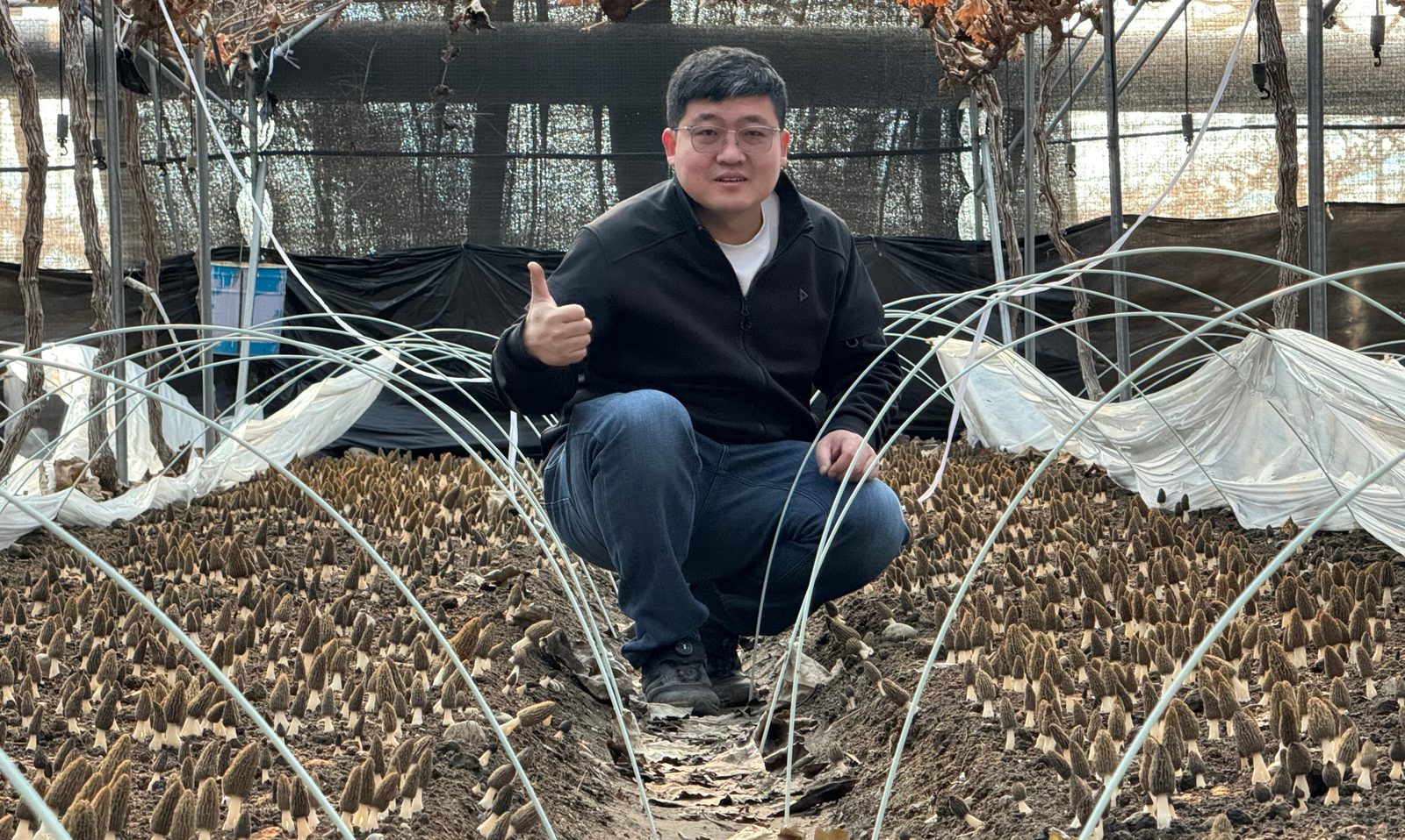 金羊1号羊肚菌菌种种植基地实拍