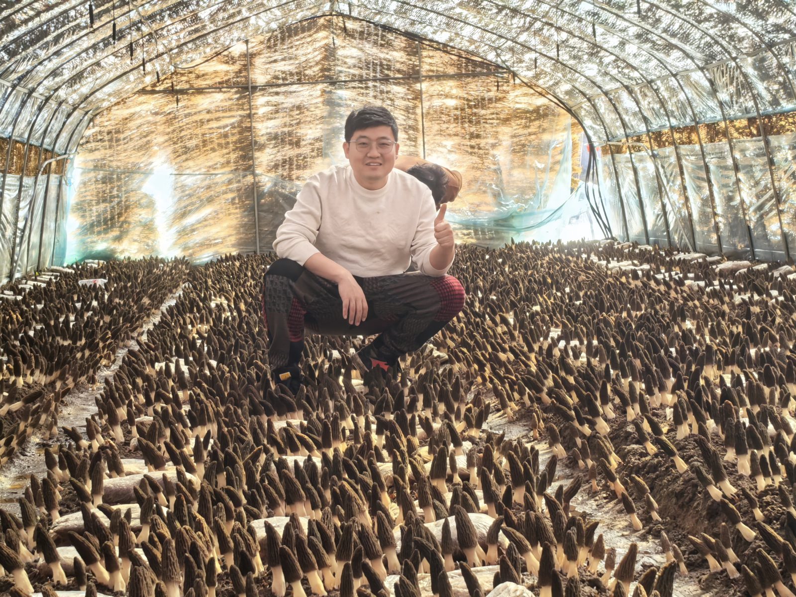 金羊6号羊肚菌菌种种植基地实拍