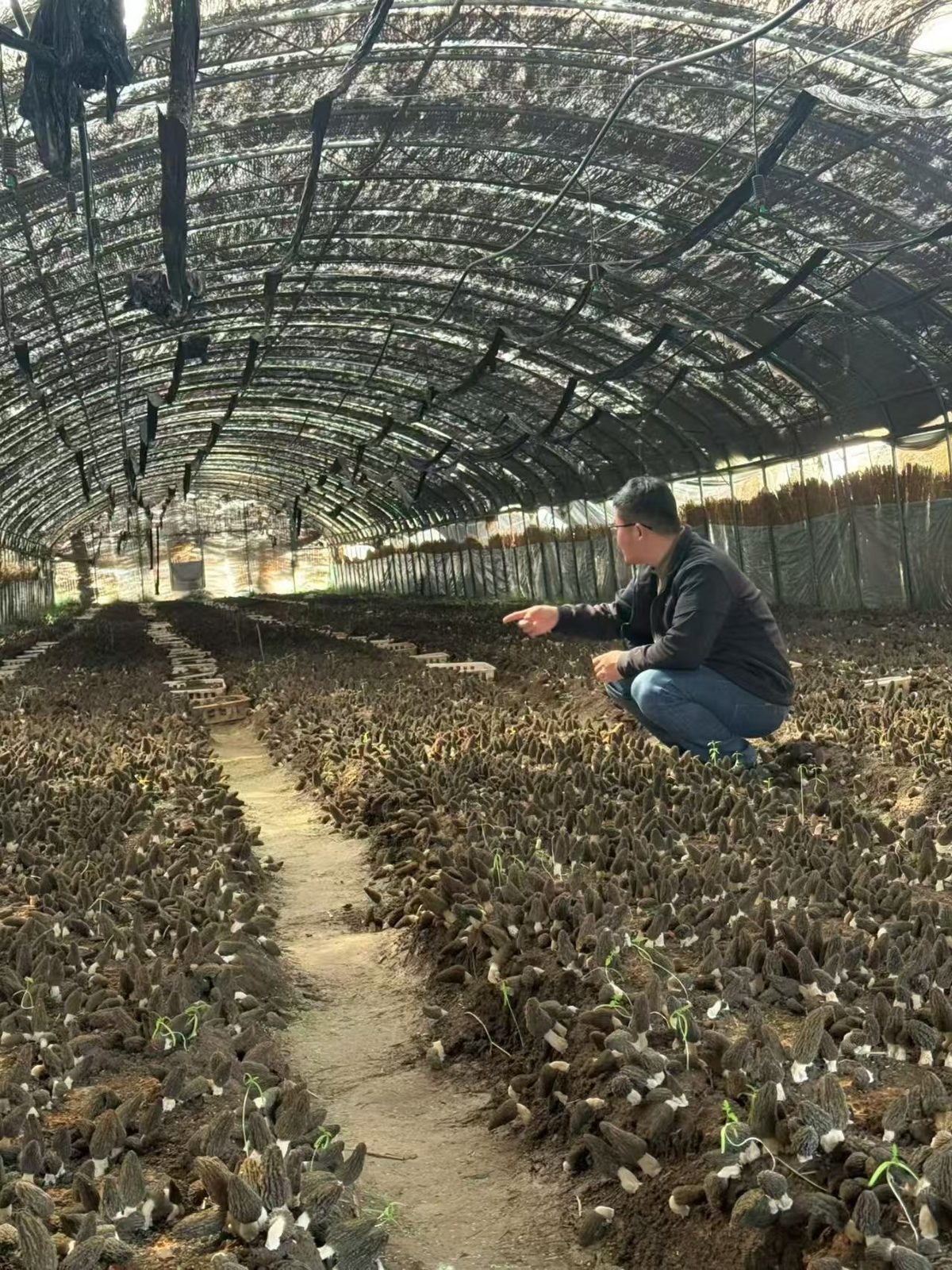 金羊7号羊肚菌菌种种植基地实拍