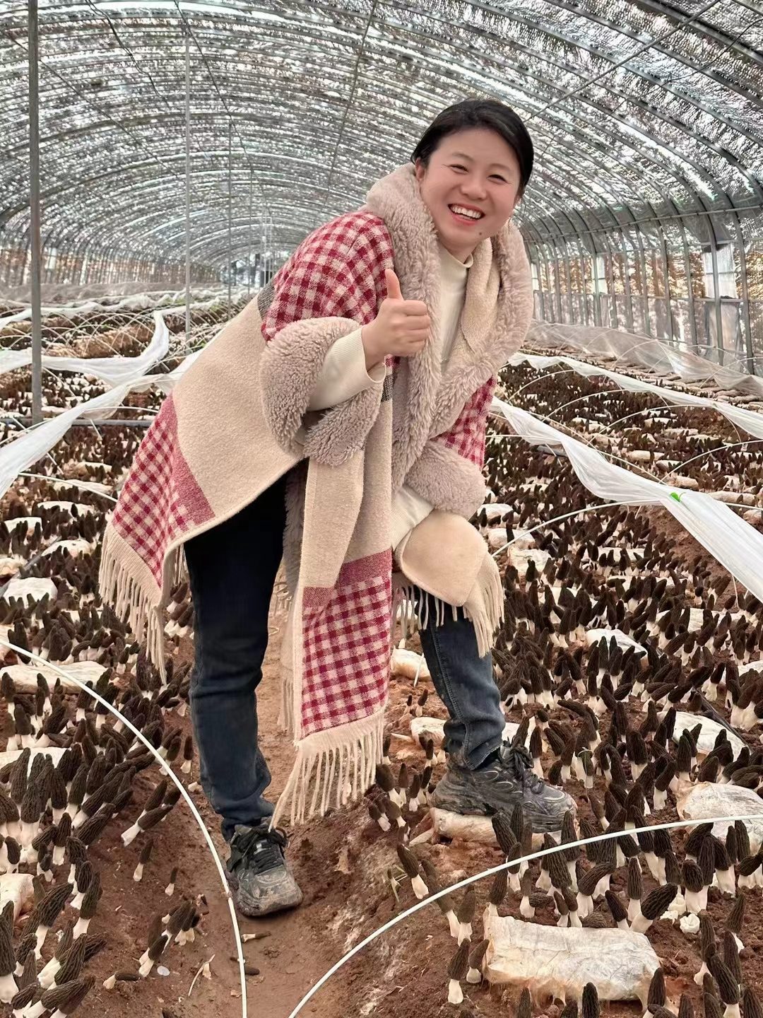 金羊9号羊肚菌菌种种植基地实拍