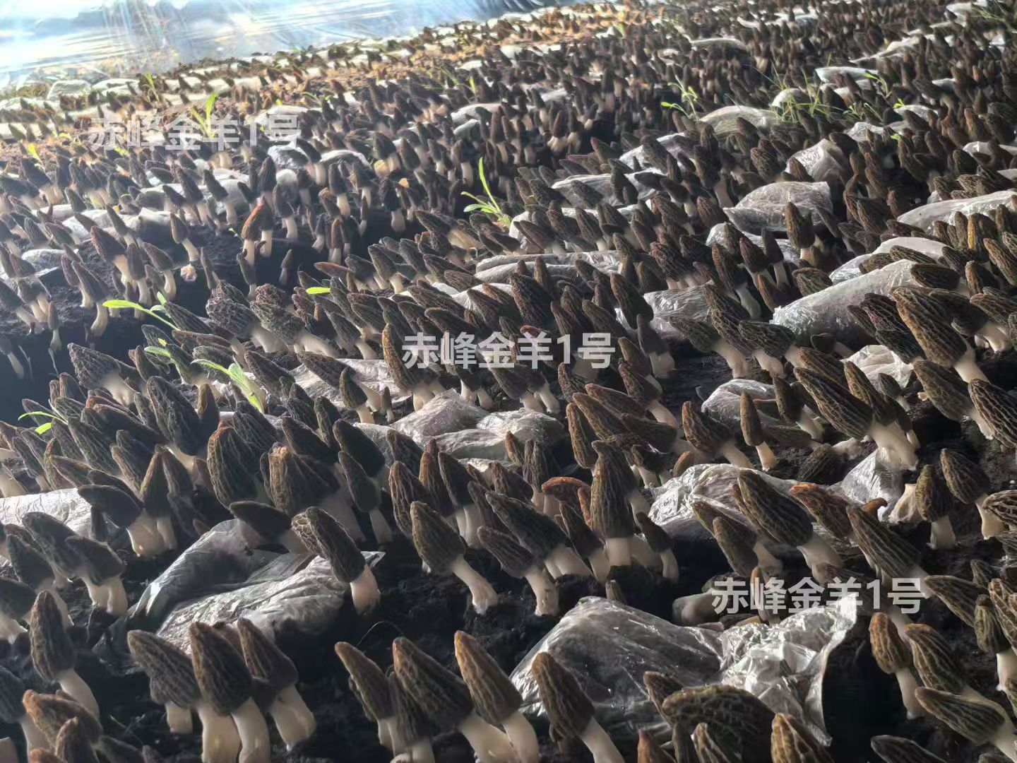 金太阳营养包配套种植出菇现场实拍